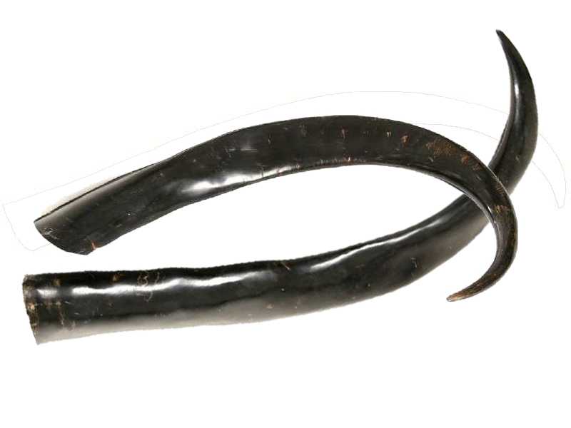 Artikel Bild: Wasserbüffel Horn 100 - 110 cm unpoliert