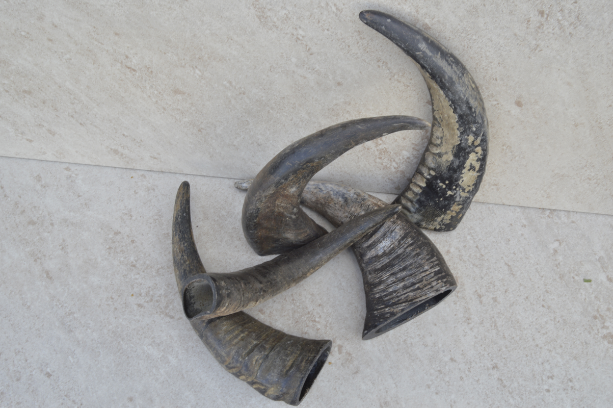Artikel Bild: Wasserbüffelhorn unpoliert 30cm - 38cm