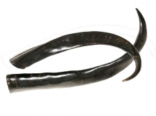 Wasserbüffel Horn 100 - 119 cm unpoliert