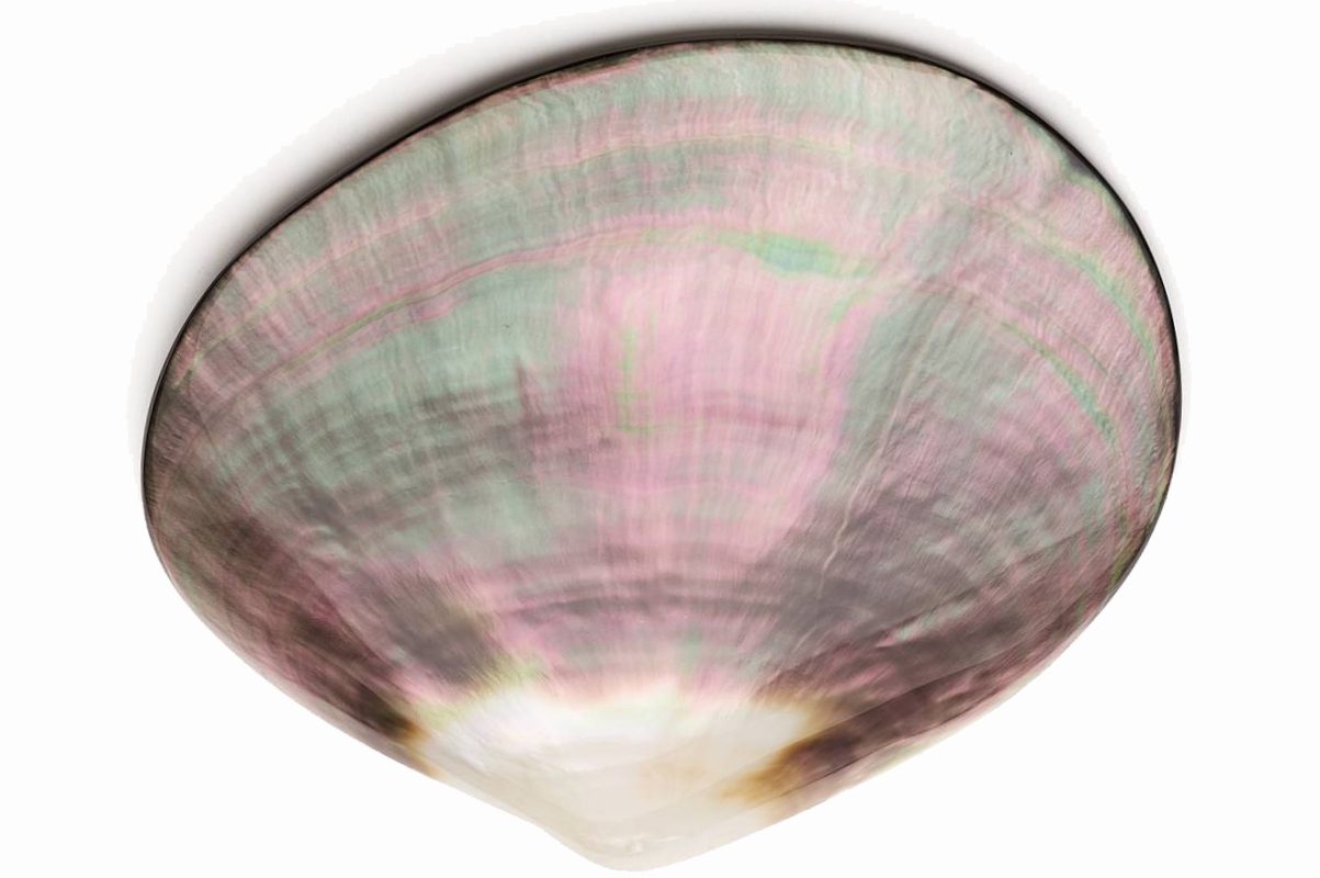 Haarspange Tahiti Perle 80mm Clip - 1444 - 45 - 0 - 1