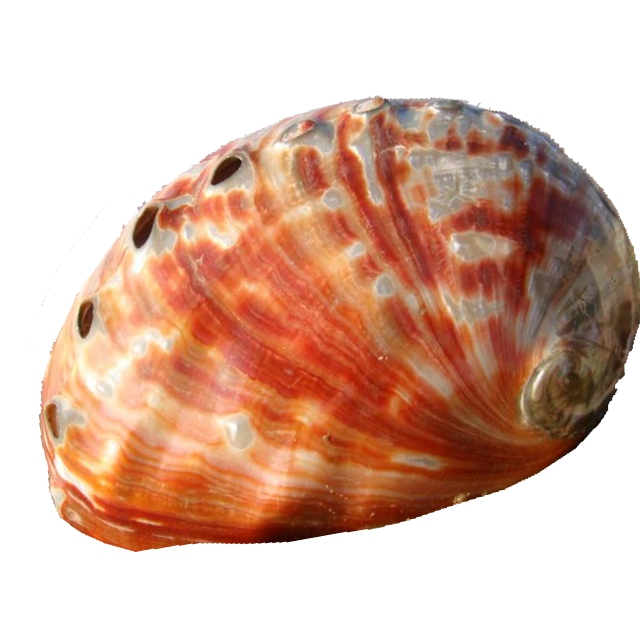 Haarspange Abalone Goldfish 50mm Clip - 1445 - 50 - 0 - 1